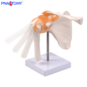 Modelo anatómico de articulación de <span class=keywords><strong>hombro</strong></span> de <span class=keywords><strong>esqueleto</strong></span> <span class=keywords><strong>humano</strong></span> con ligamento para la enseñanza de la Escuela de Medicina entrenamiento de enfermera entrenamiento clínico - Product Image 1