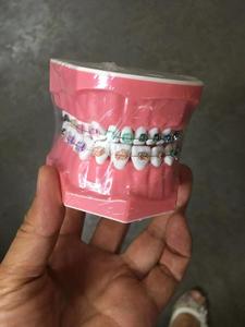 Demostración de cepillado dental, modelo dental 1:1, tamaño estándar con dientes individuales para mostrar hilo dental - Product Image 5