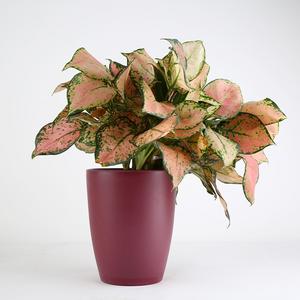 थोक दो रंग फूल के बर्तन मैसेटस डी वाइरो प्लास्टिक गार्डन पौधे फूल बर्तन नर्सरी रोपाई पॉट - Product Image 5