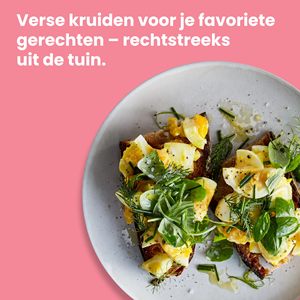 Kit de démarrage de mini-jardin d'intérieur pour légumes et herbes aromatiques (<span class=keywords><strong>Basilic</strong></span>, Persil, Ciboulette, Coriandre) avec substrat <span class=keywords><strong>en</strong></span> fibres végétales - Product Image 4