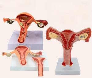 Modello di simulazione medica modello di dimostrazione dell'utero modello di formazione centro essenziale modello anatomico per gli studenti - Product Image 5