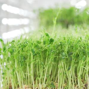 Serre de culture verticale intérieure pour plantes, kit pour bacs à semis couverts, canaux u, équipement à led, mini-vert, fourniture d'un système de culture hydroponique - Product Image 5