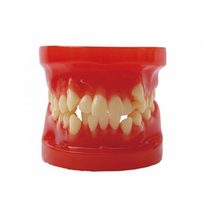 Modelo de práctica dental de ortodoncia sin soporte - Product Image 1