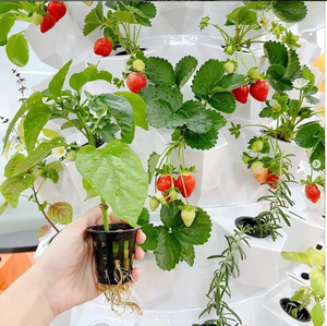 Torre hidropónica de piña a un precio único con estructura duradera y estable con bomba como componente central - Product Image 1