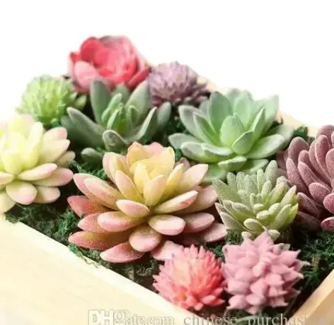 Vivida simulazione piante succulente Multi colori pianta artificiale per la casa arredamento giardino tropicale Cactus fabbrica diretta