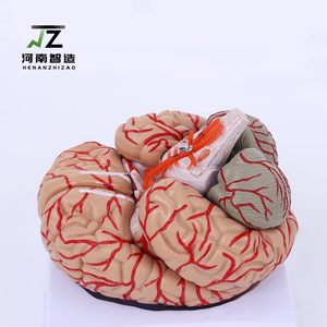 Modelo de Anatomía Cerebral de PVC a Tamaño Humano, Set Educativo Médico con 9 Partes, Estructuras Humanas Detalladas y Económicas - Product Image 4