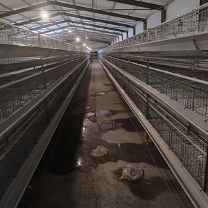 Mới h-loại Pin gà lồng giải pháp tối ưu cho Trứng chim đẻ trên trang trại gia cầm bền lớp gà chuồng nhà - Product Image 1