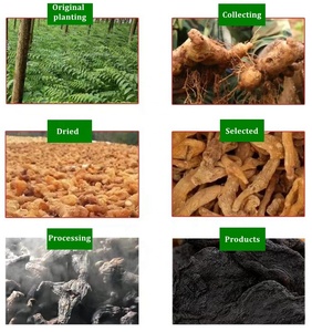 Huang <span class=keywords><strong>Jing</strong></span> Seco de Alta Calidad, Vaporizado Nueve Veces y Secado Nueve Veces, Rhizoma Sibiricum Polygonati - Product Image 4