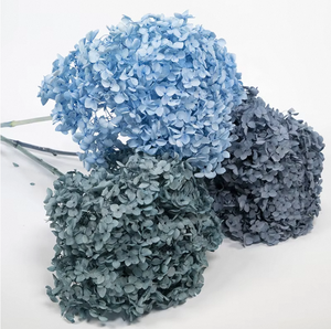Venta al por mayor de Hortensias Azules Congeladas Secas, Cabezas de Flores de <span class=keywords><strong>Hortensia</strong></span> Preservadas de Tallo Largo para Suministro a Granel y Decoración Eterna - Product Image 2
