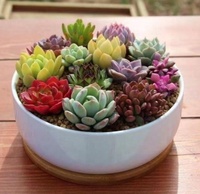 W925 Vente en gros de pots à succulentes suspendus au mur, pots à cactus ovales de 6 pouces en céramique blanche écologique, pot de fleurs avec plateau en bambou, lot de 2