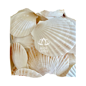 Meilleur Choix – Coquillages Sculptés Thème Animalier (Huîtres, Coquilles Saint-Jacques) en Matière Organique, Quantité en Gros, Taille Personnalisée, Art Coquillage, Lotus Bleu Nettoyé - Product Image 1