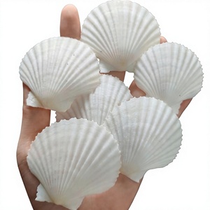 Conchas de Vieira Naturales, Ecológicas, Pulimentadas, al por Mayor, Conchas Decorativas para Bodas en la Playa, Decoración del Hogar, Manualidades - Product Image 1