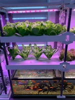 Système aquaponique vertical automatique Seedafarm pour balcon, pour usage domestique, plantation hydroponique avec pompe et garantie d'un an