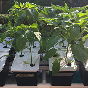 Système de culture de tomates en seau hollandais ONE-one hydroponique avec pompe de qualité alimentaire PP Installation facile - Product Image 3