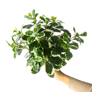Venta al por mayor de alta calidad Folium <span class=keywords><strong>Ilex</strong></span> grandes plantas artificiales - Product Image 4