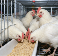 Cage à poulettes de type A, galvanisée à chaud, système d'alimentation automatique pour l'élevage de poussins de 1 à 10 semaines
