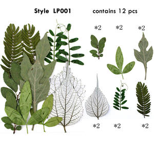 Feuilles <span class=keywords><strong>de</strong></span> cèdre séchées et pressées naturelles, petites feuilles - Product Image 4