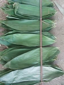 ใบไผ่แห้งสีเขียวธรรมชาติ ใบเต็ม สำหรับทำขนมจงซี ข้าวเหนียว ต้นกำเนิดจากเวียดนาม ความยาว 28-45 ซม. - Product Image 2