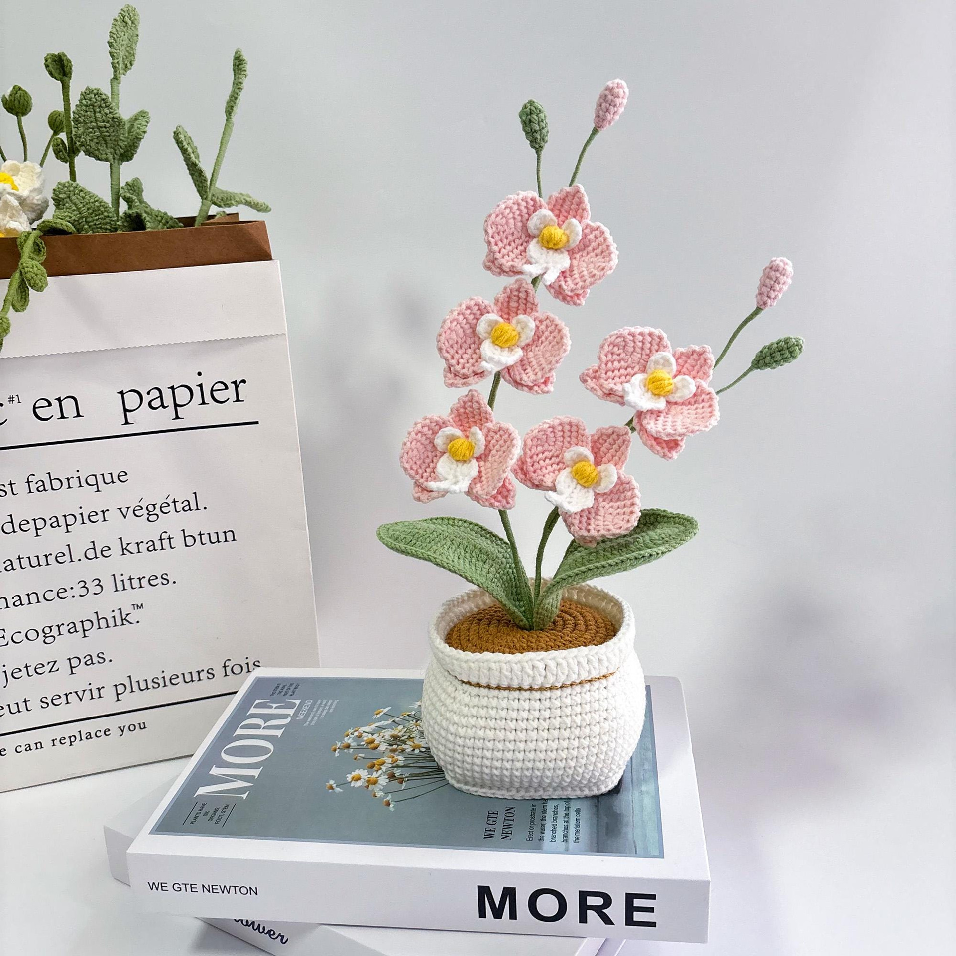 Phalaenopsis rosa
