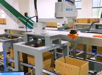 Robot SCARA d'emballage de cartons à 4 axes avec vision 2D et suivi par convoyeur pour sachets et bouteilles en plastique