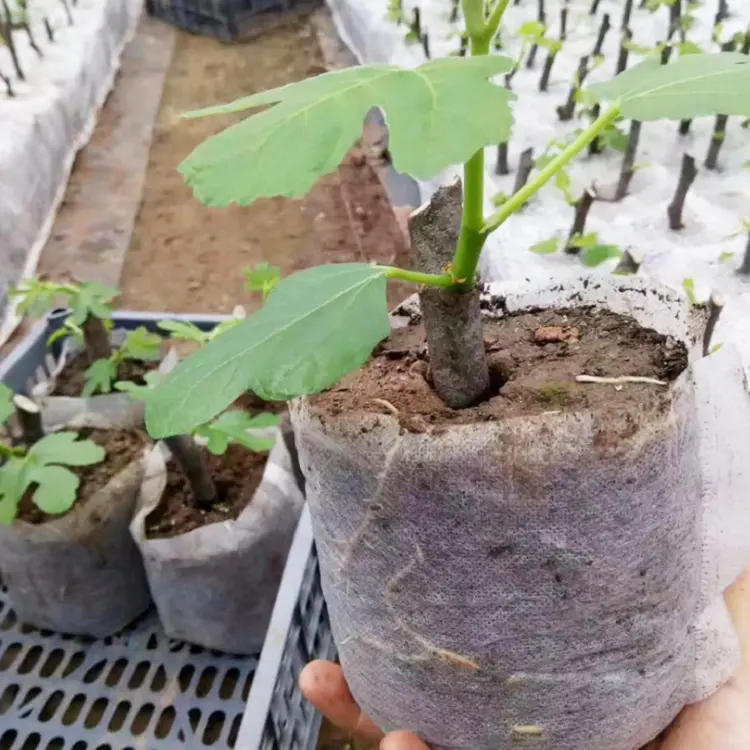 環境にやさしい通気性100% 生分解性苗床植物苗バッグ不織布農業用苗床バッグ