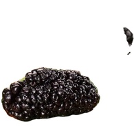 Natuurlijke Nieuwe Moerbeibessen Eetbare Rijpe Gehele Gedroogde Vruchten Lange Houdbaarheid Te Koop