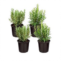 GREANER Lot de 3 bacs à plantes en plastique de 16x3,8 pouces pour usage intérieur/extérieur - Pots de style jardin pour herbes, cactus et légumes (Blanc)