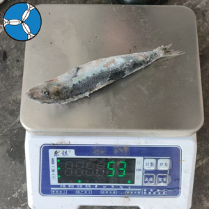 SANFENG <strong>SEAFOOD</strong> Fresh Frozen Sardines 30-50pcs Per Carton to Asian <strong>Buyers</strong> - Product Image 4