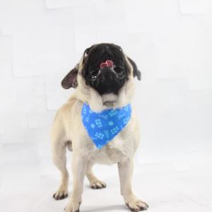 בנדנות כלבים בהתאמה אישית בצבע כחול עם הדפס פרחוני, עשויות כותנה/פוליאסטר/סאטן, לקישוט מסיבות חיות מחמד, סיטונאי, קיץ - Product Image 4