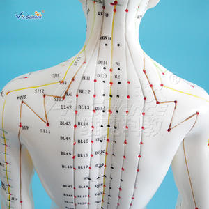 Модель акупунктуры для мужчин, 50 см - Product Image 6