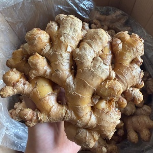 Fornecimento por Atacado de Gengibre Chinês de Alta Qualidade, Várias Especificações, Marca YONGJIANG, Gengibre Fresco Envelhecido, Exportação Guangxi 2026 - Product Image 5