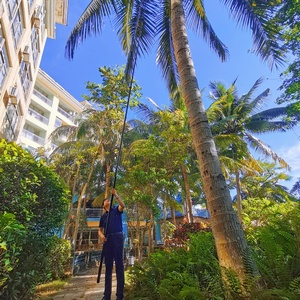 Super Offerta Asta Telescopica in Fibra di Carbonio da 50ft 60ft 70ft 80ft per la Raccolta di Cocco, Olio di Palma e Noci di Areca - Product Image 3