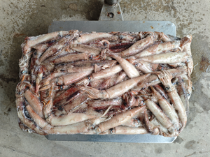 Eksportir Makanan Laut Cumi-cumi Liar Beku 50-100g