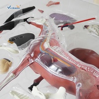 Modèle anatomique de squelette musculaire de cheval en plastique 4D, très vendu, avec des animaux, aides pédagogiques médicales