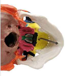 Heidefee Modèle anatomique de crâne coloré en PLA, pour la science médicale et l'éducation, 1 boîte - Product Image 5