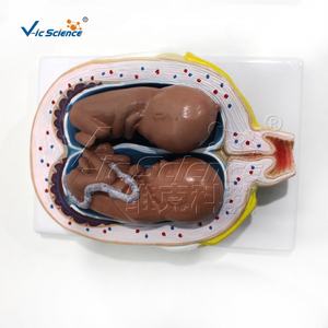 ชุดแบบจำลองการตั้งครรภ์ 9 แบบ สำหรับการศึกษาทางวิทยาศาสตร์การแพทย์  โครงสร้างพัฒนาการของทารกในครรภ์ในช่วงต่างๆ - Product Image 2