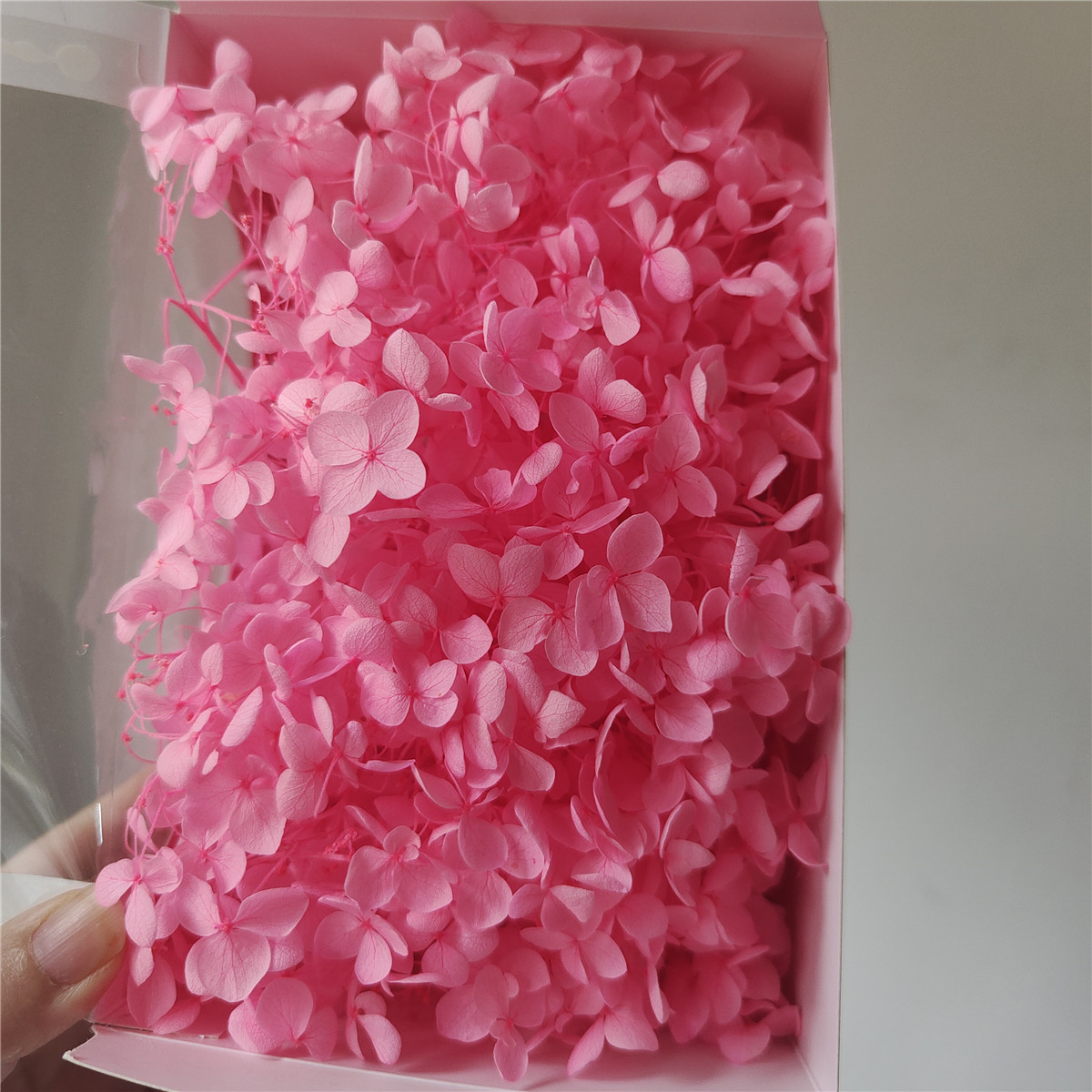 Rose brillant-facile à décolorer
