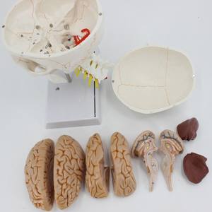 Modèle de crâne humain anatomique grandeur nature de haute qualité avec cerveau et colonne vertébrale, modèle de tête humaine avec sutures osseuses - Product Image 2