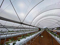 Serre tunnel agricole pour myrtilles avec structure robuste en acier galvanisé à chaud transparent et haute capacité de charge pour la culture des fruits
