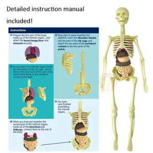 Os détachable coeur squelette squelette organes internes globe oculaire modèle de Simulation d'anatomie médicale modèle de Structure du corps humain - Product Image 6