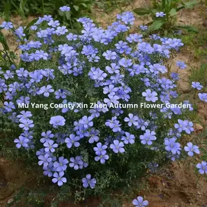 بذور الكتان الزرقاء متعددة الأزهار طراز 33 الصيني لتحسين كثافة العظام وتزيين الفناء - Product Image 2