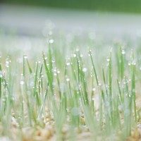 Lyine 6-2 Plateaux de fourrage hydroponiques pour jardin intérieur Microgreen avec éclairage LED
