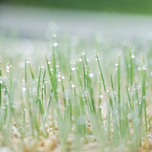 Lyine 6-2 jardín interior Microgreen siembra plantación <span class=keywords><strong>germinar</strong></span> bandejas de forraje hidropónico con luces LED de cultivo - Product Image 5