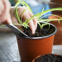 Pots de pépinière en plastique de 4 pouces pour la germination des graines de plantes, jardinières, pots à fleurs