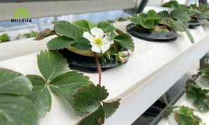 Canaux hydroponiques en PVC noir et blanc ouvrables Double couche 100x80mm pour les grandes cultures Tube <span class=keywords><strong>de</strong></span> systèmes hydroponiques efficaces - Product Image 2