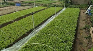 Piquets de jardin en fibre de verre Support <span class=keywords><strong>pour</strong></span> plantes Piquets de pépinière Fournitures de jardin essentielles - Product Image 6