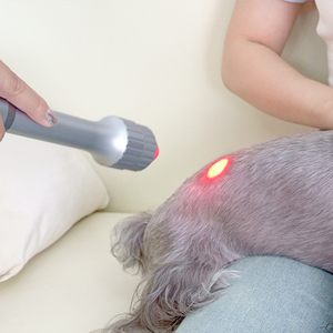 Alat <span class=keywords><strong>Laser</strong></span> fisioterapi 810nm 980nm multifungsi untuk mengobati hewan peliharaan yang terluka di klinik hewan - Product Image 2