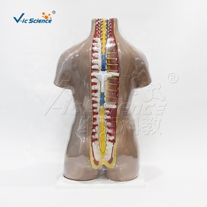 แบบจำลอง<span class=keywords><strong>ก</strong></span>ายวิภาคศาสตร์ลำตัวมนุษย์ขนาด 85 ซม. พร้อมชิ้นส่วนที่ถอดออกได้ 27 ชิ้น สำหรับ<span class=keywords><strong>ก</strong></span>ารเรียนการสอนทาง<span class=keywords><strong>ก</strong></span>ารแพทย์ - Product Image 4