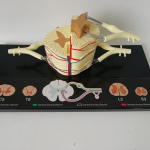Nuevo Modelo Neuroanatómico Ampliado de Médula Espinal en PVC, Educativo para el Aprendizaje y la Formación - Product Image 2