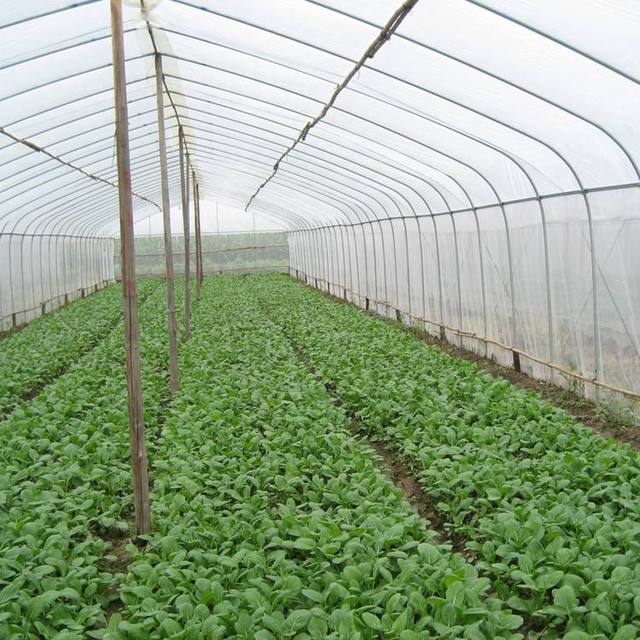 Anti-Insect Net for Effective Pest Control and Garden Protection | Eco-Friendly Solutions